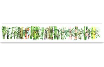 曾与蒿藜同雨露，终随松柏到冰霜